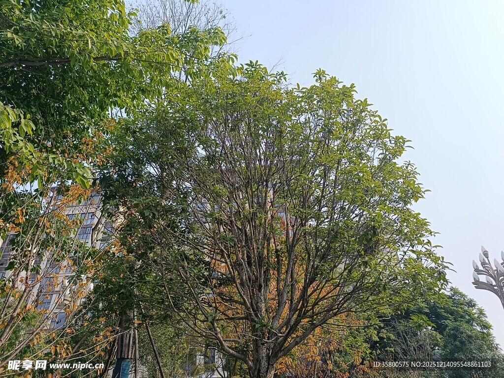 葱郁树林中的高大树木