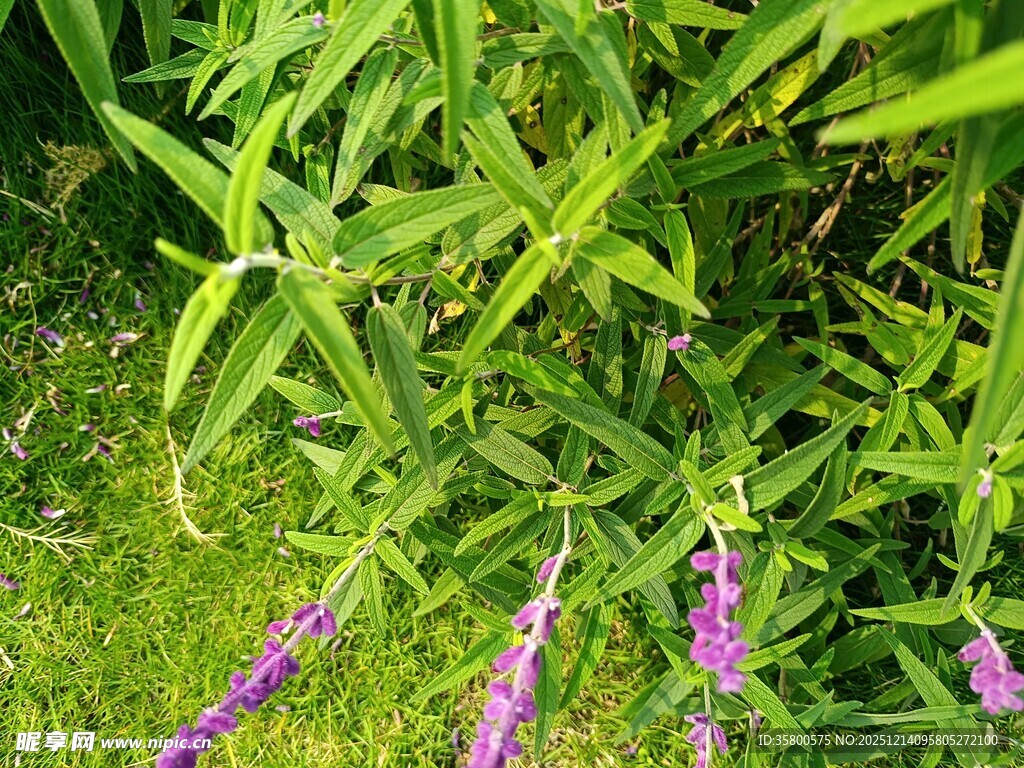 绿叶间的紫色小花