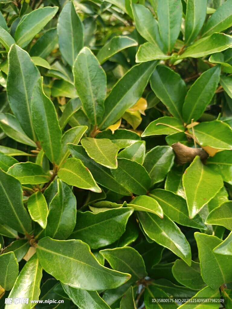 翠绿繁茂的植物叶片