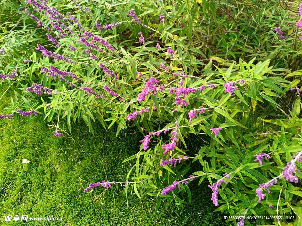 绿叶间绽放的紫色小花