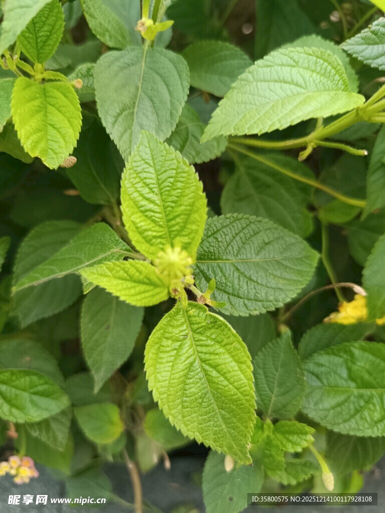 翠绿叶片间的清新植物