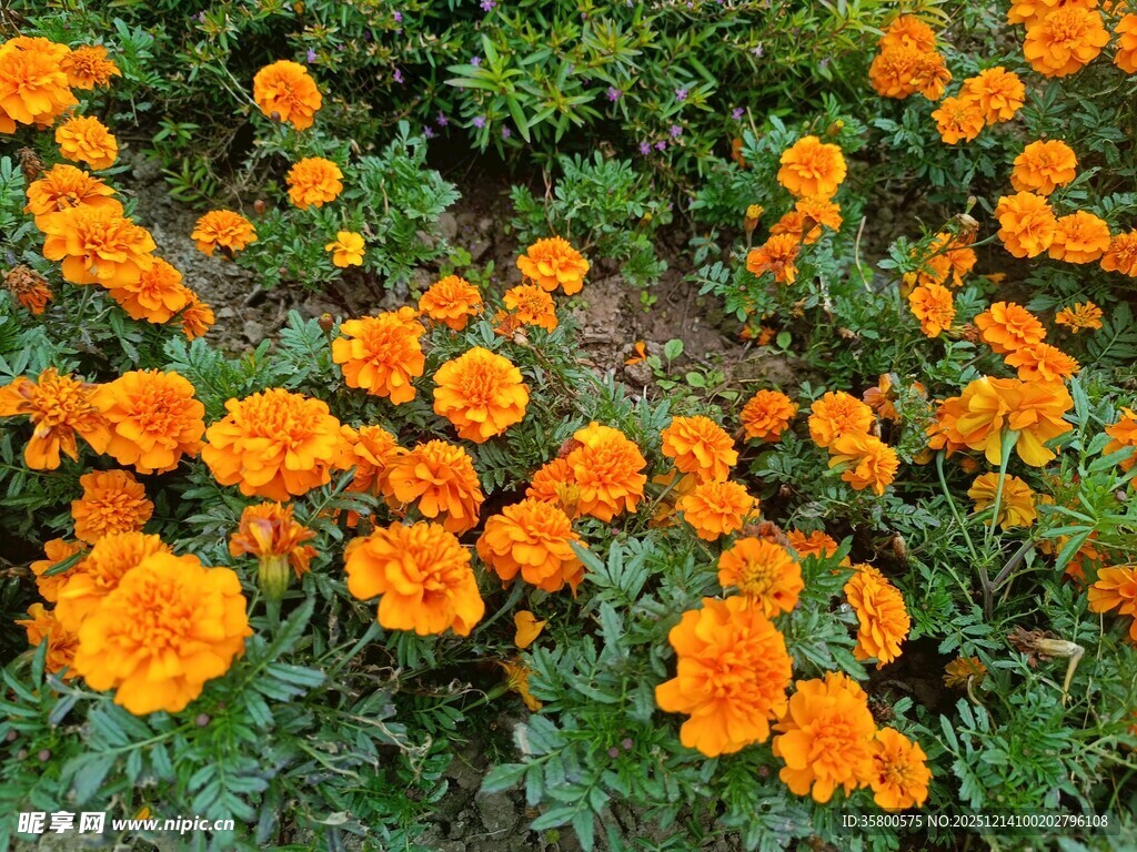 橙色万寿菊绽放的美景