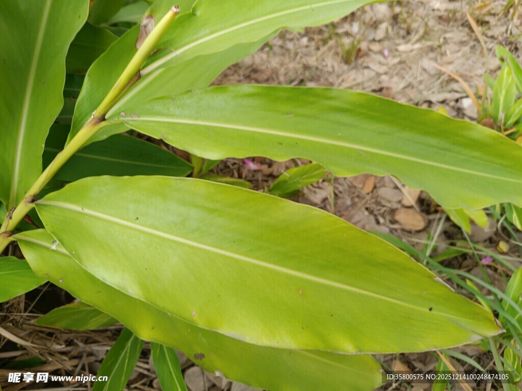 翠绿植物叶片特写