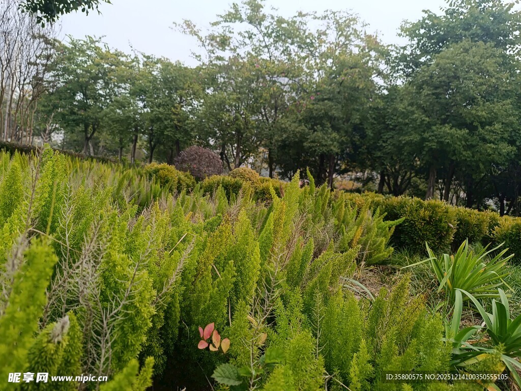 绿意盎然的野外植物景观