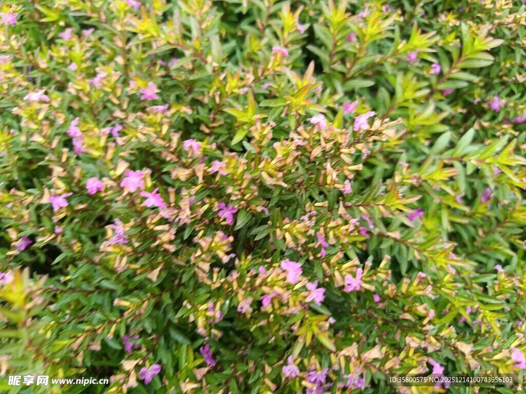 繁茂花丛中的紫色小花