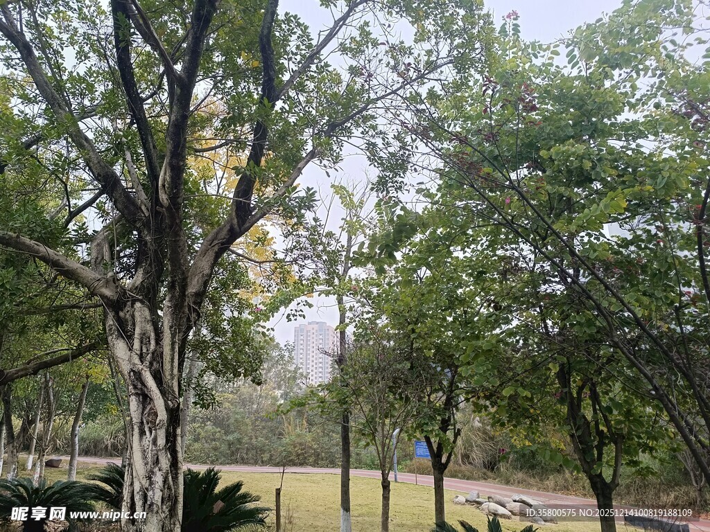 林间绿意盎然的自然景致