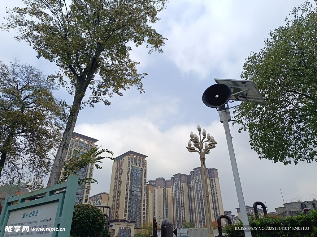 城市街景中的树木与高楼