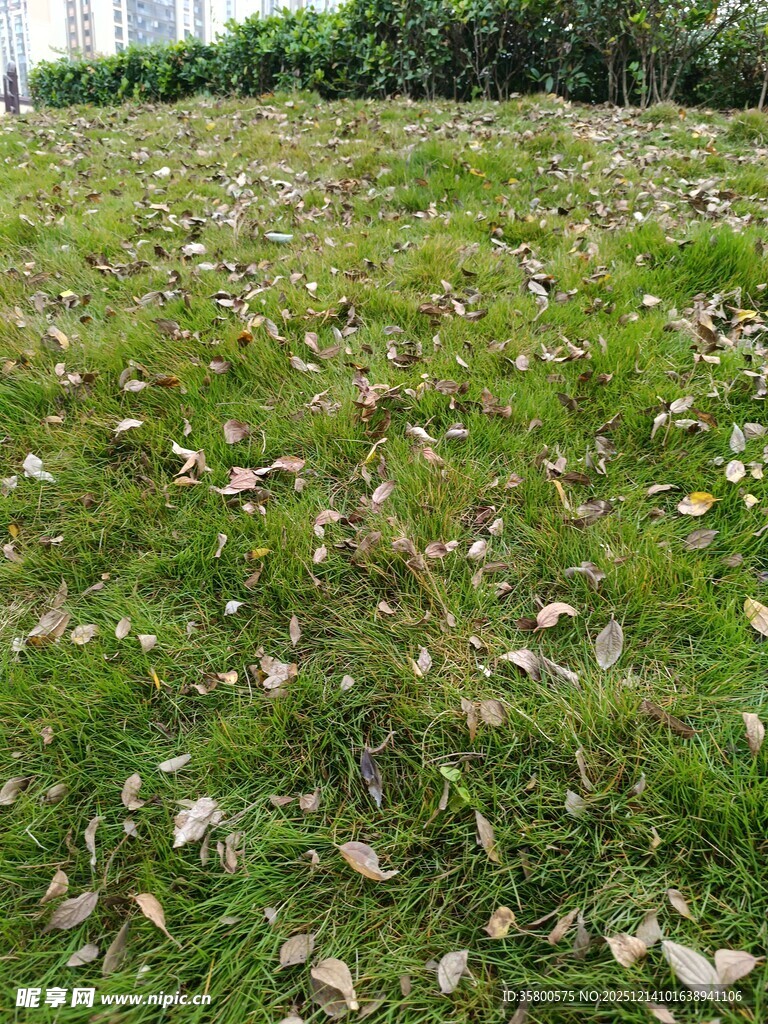 草地上散落的枯叶