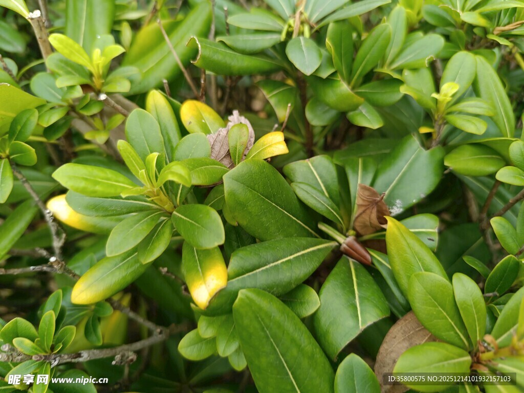 翠绿植物叶片特写