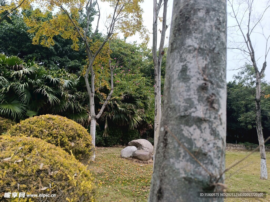 园林中树木与修剪整齐的灌木