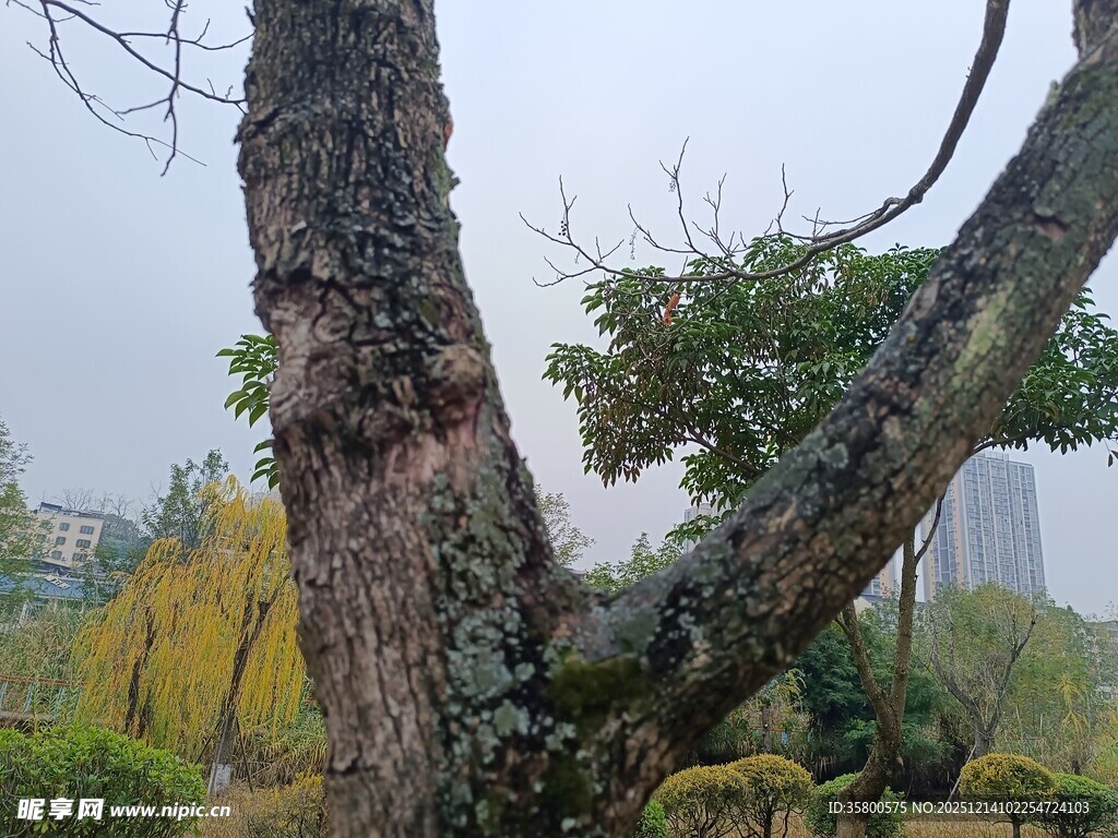 古树枝干与周边景致