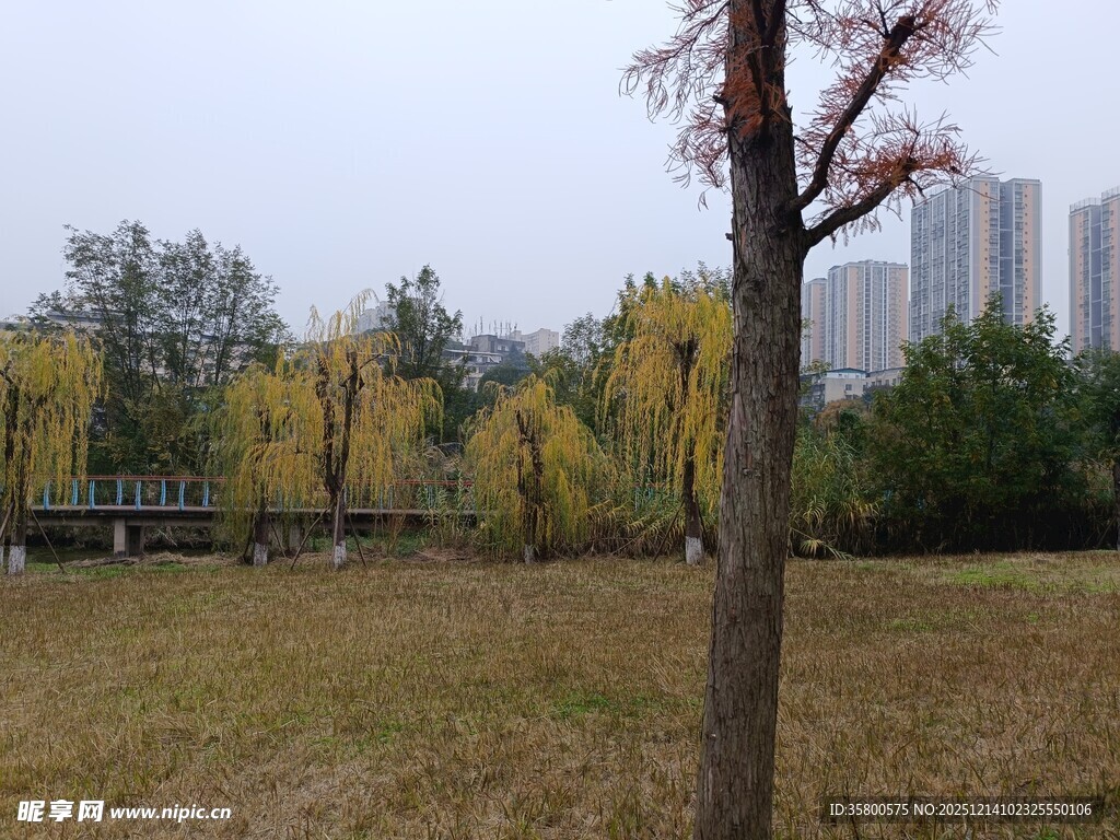 秋日公园树木与开阔草地