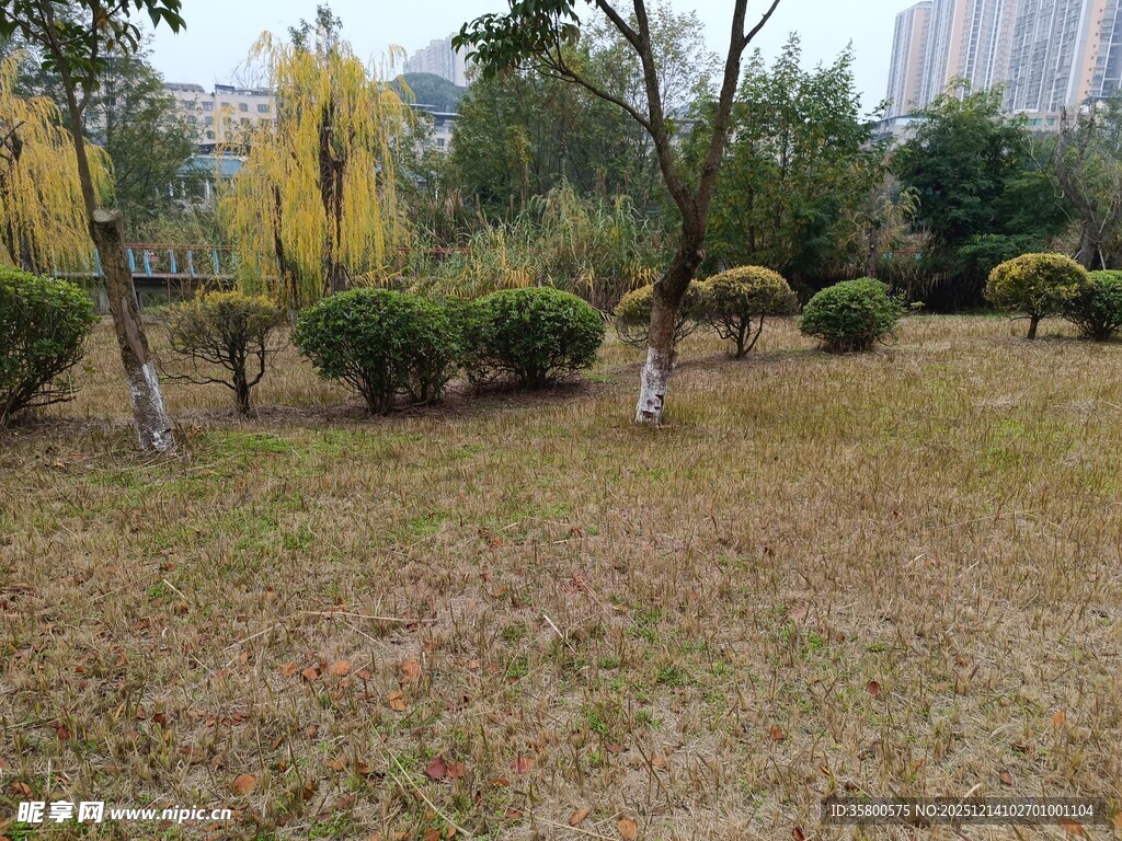 秋日公园草地树木景观