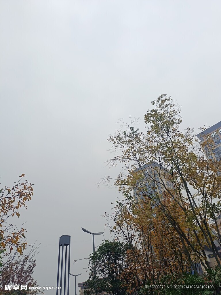 阴天中的树木与远处高楼