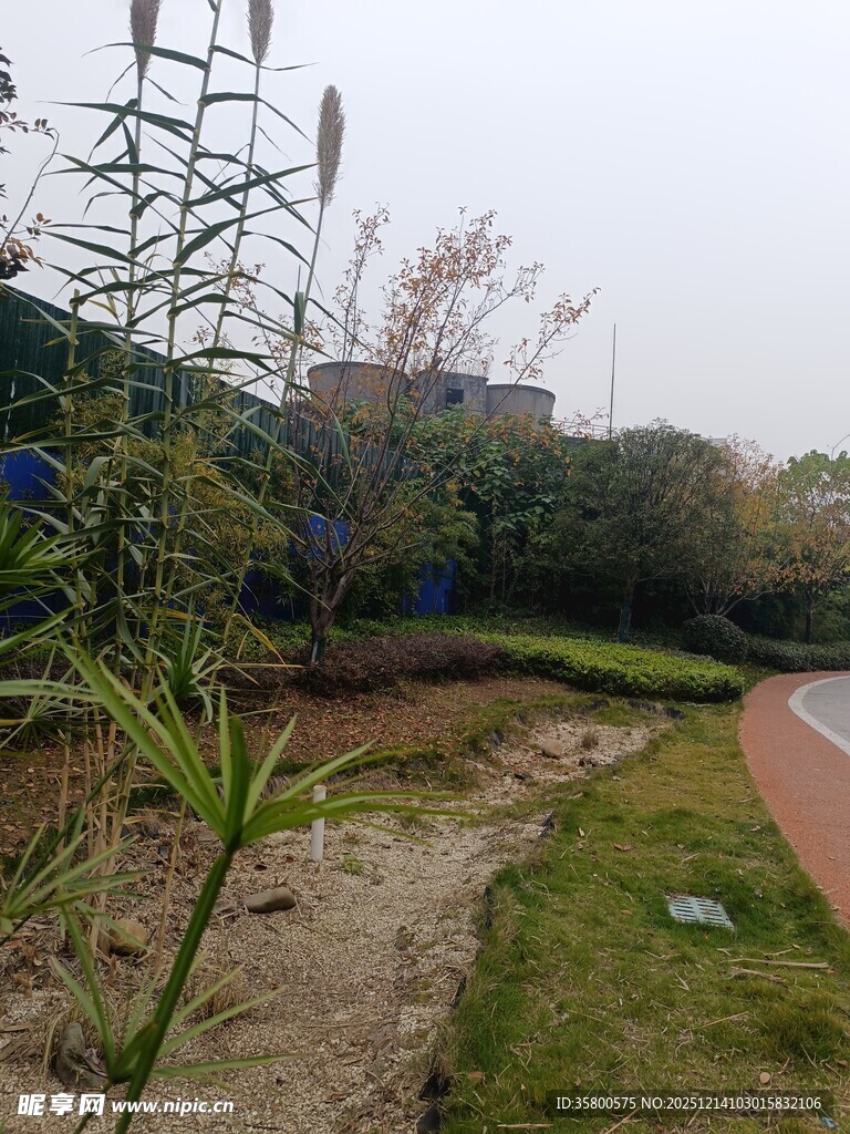 户外自然景观中的绿植小径