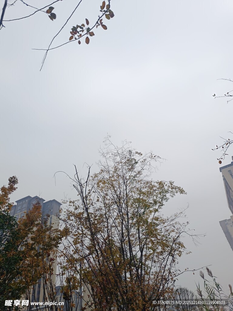 秋日户外树木与建筑景象