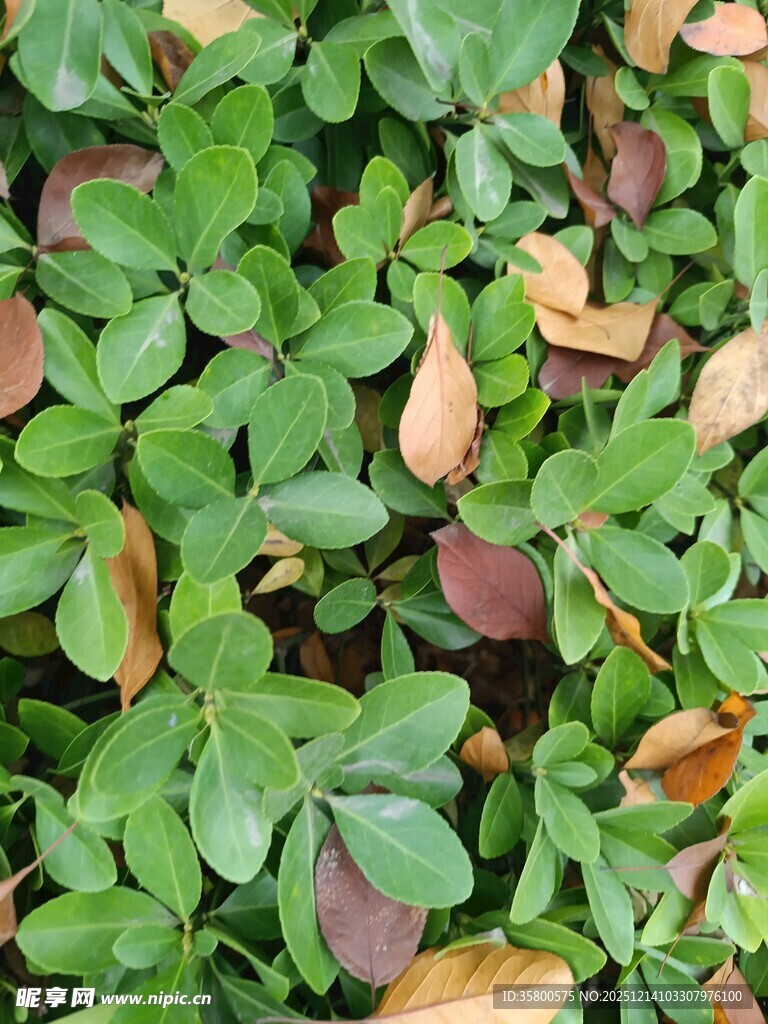 绿叶与褐叶交织的植物景观