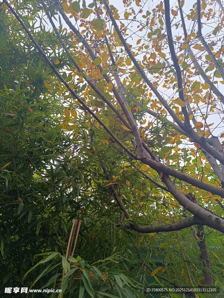 秋日林间树枝与繁茂绿叶