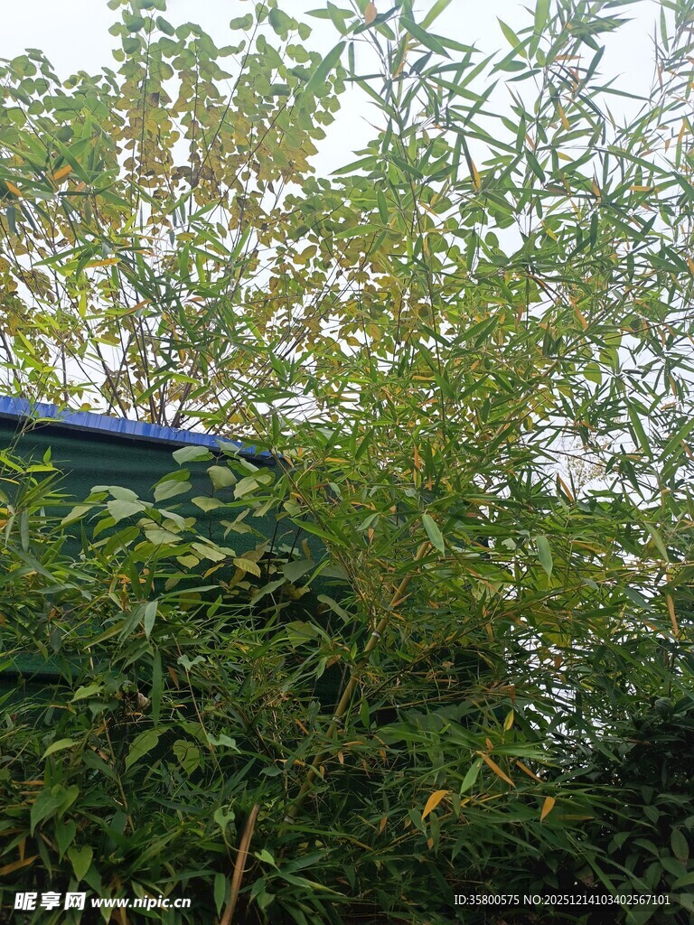 绿叶掩映下的蓝色物体