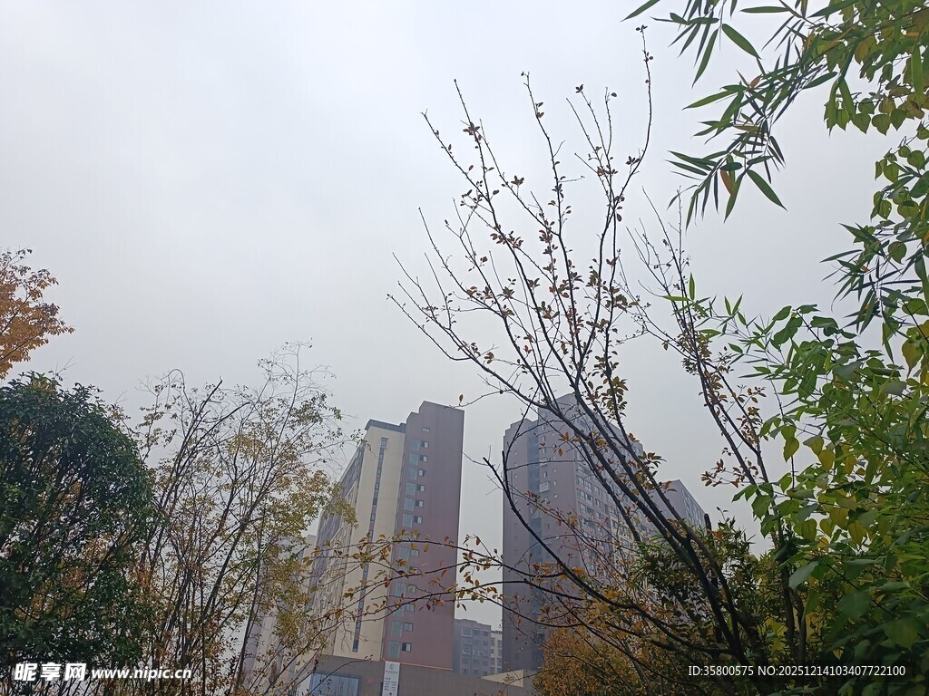 雾中城市与繁茂绿植景观