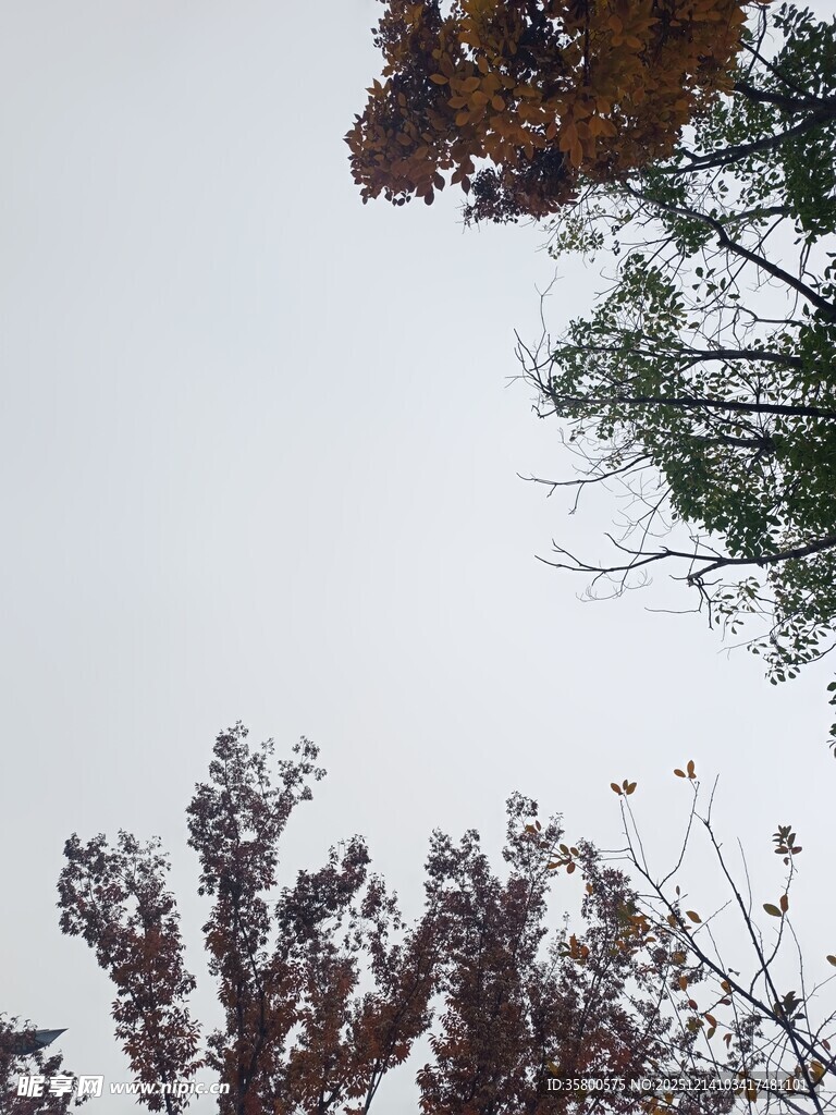 树梢上的天空与枝叶