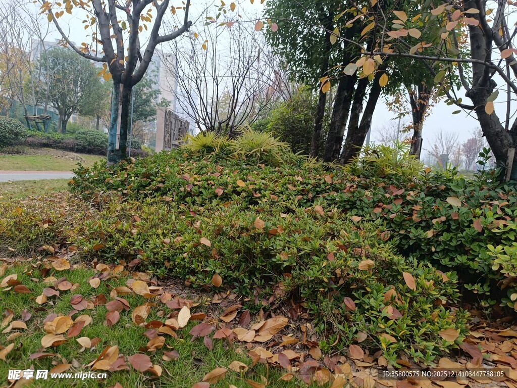 秋日园林落叶灌木景致