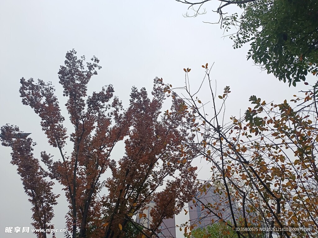 秋日多彩树木景致