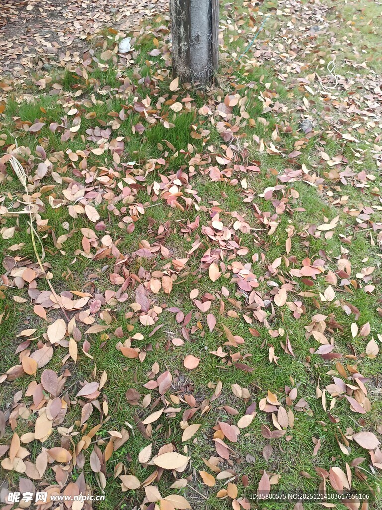 秋日树下落叶铺地景象