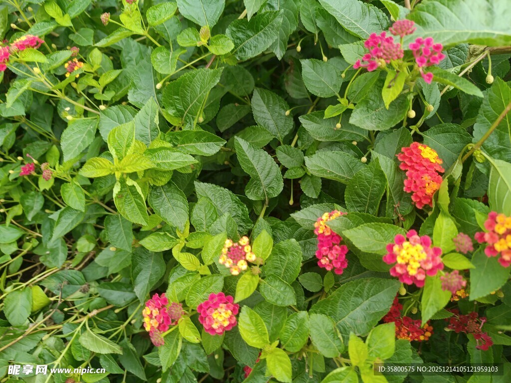 多彩马缨丹绽放绿意间