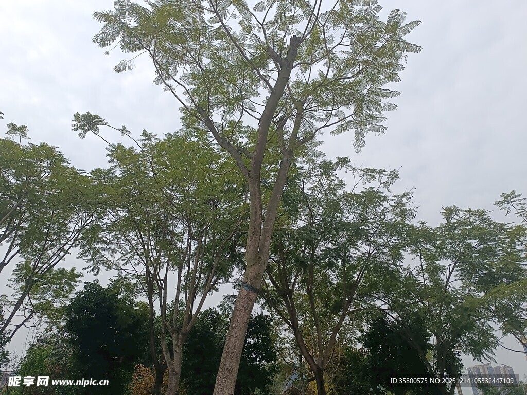 高大挺拔的树木景观