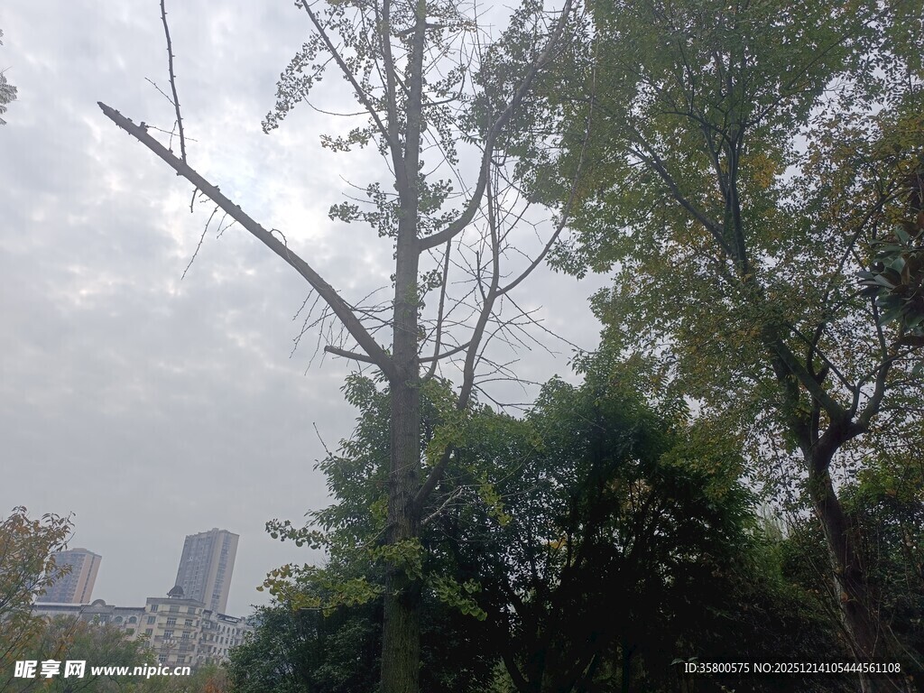 城市中树木与朦胧天空景象
