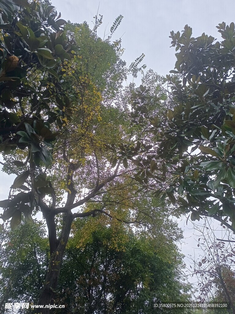 繁茂树木的自然景致