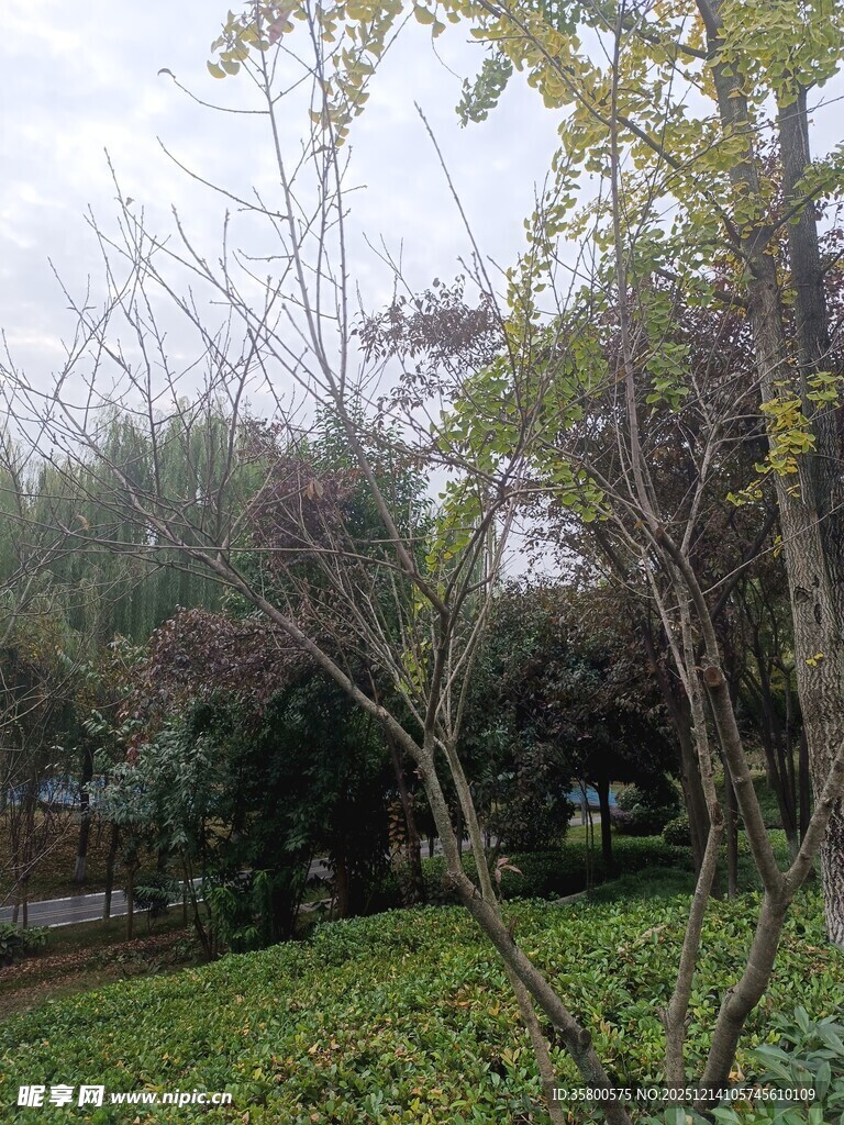 公园中的繁茂树木与草地