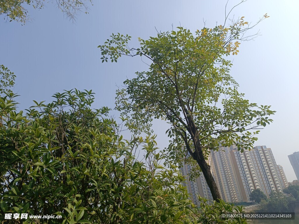 城市中葱郁的绿树景观