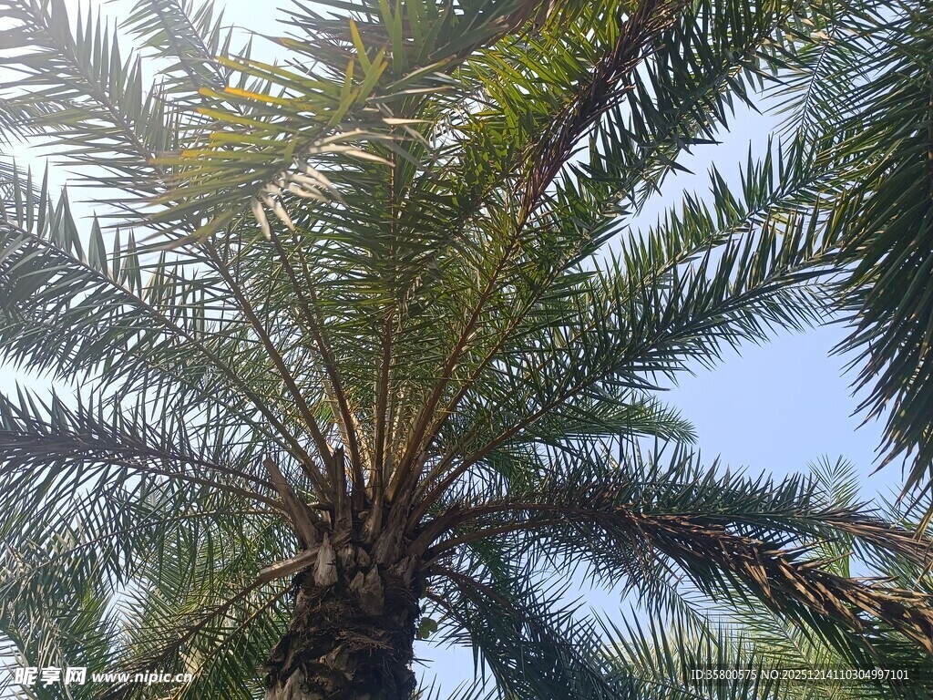 高大挺拔的棕榈树