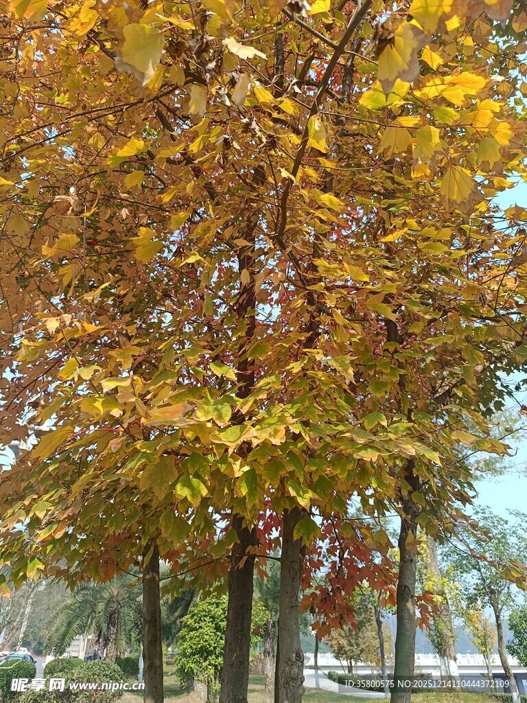 秋日金黄树木风景
