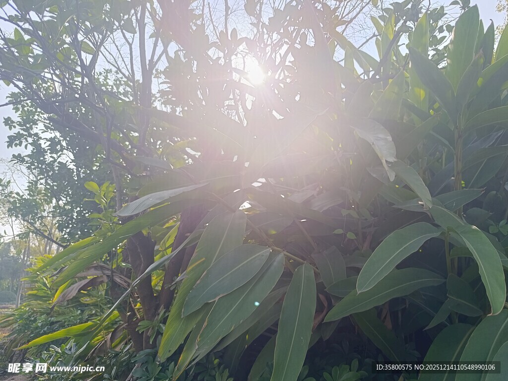 阳光穿透绿叶的自然美景