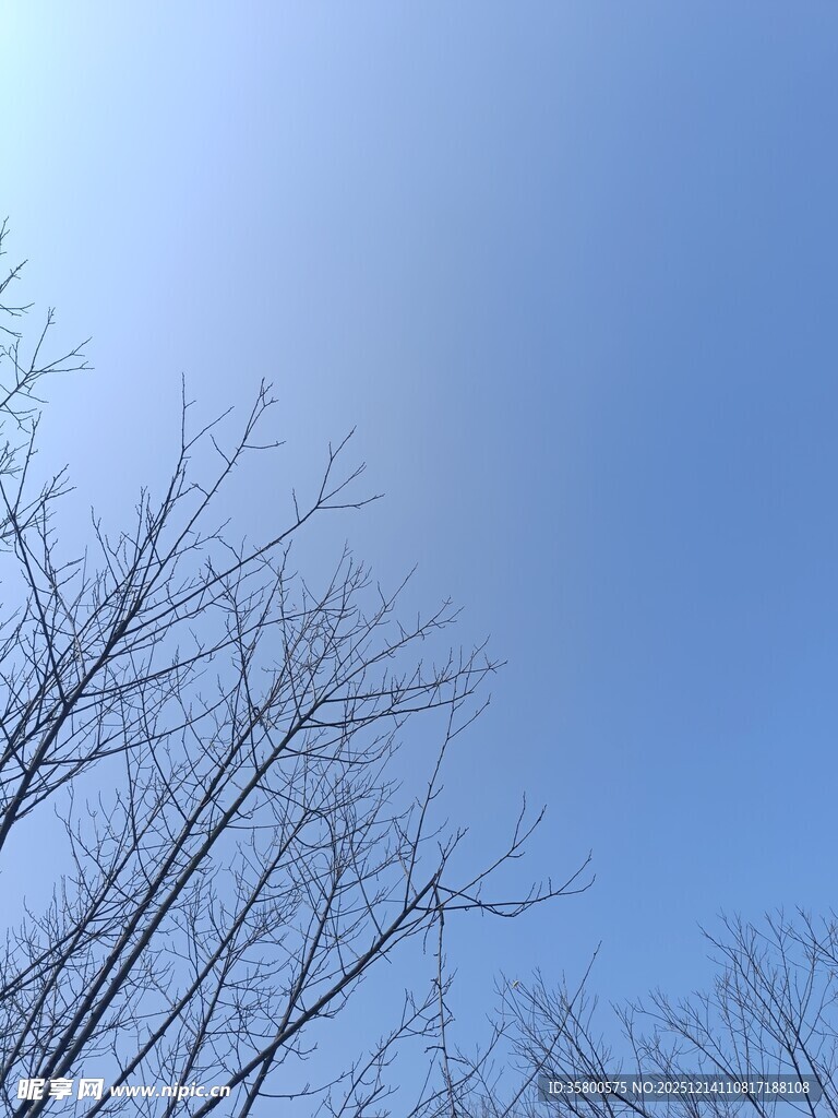 蓝天映衬下的光秃树枝