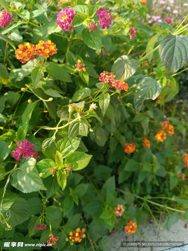 多彩花卉绿植景观