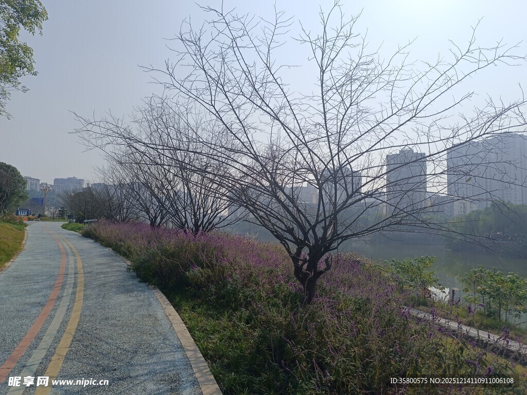 城郊晨景中的光秃树木