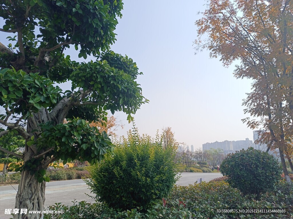 户外园林景观绿植风景