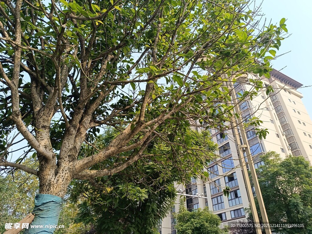 繁茂大树旁的现代建筑