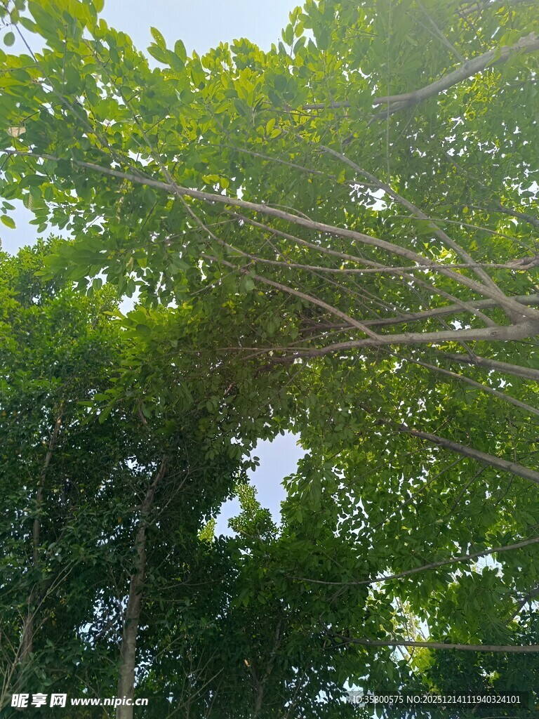 茂密树林中的繁茂枝叶