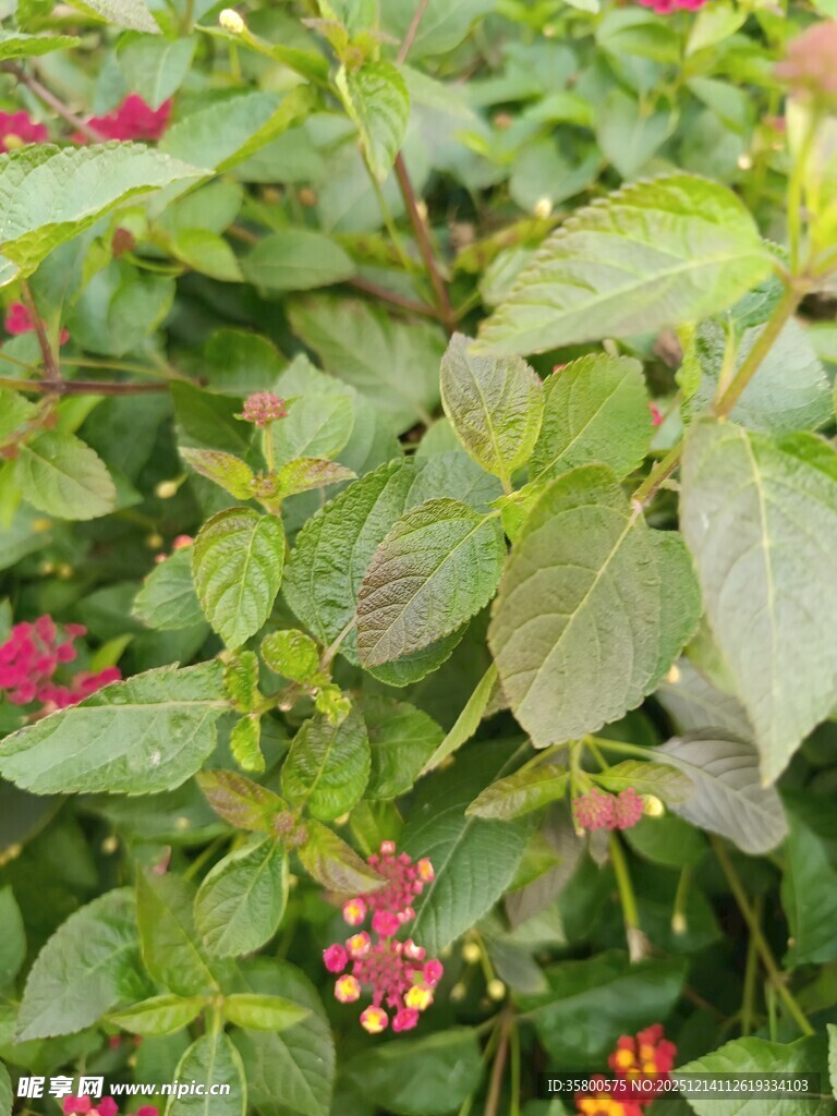 绿叶间的娇艳红色小花