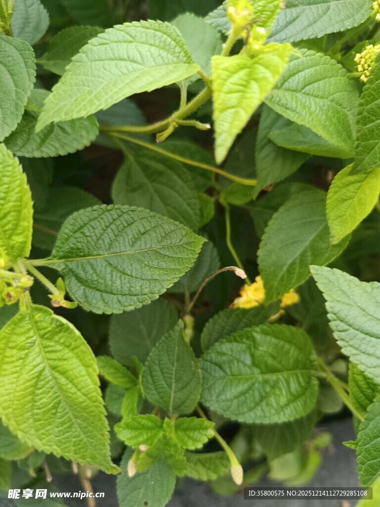 绿叶间的黄色小花