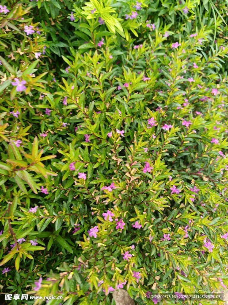 绿叶丛中的粉色小花