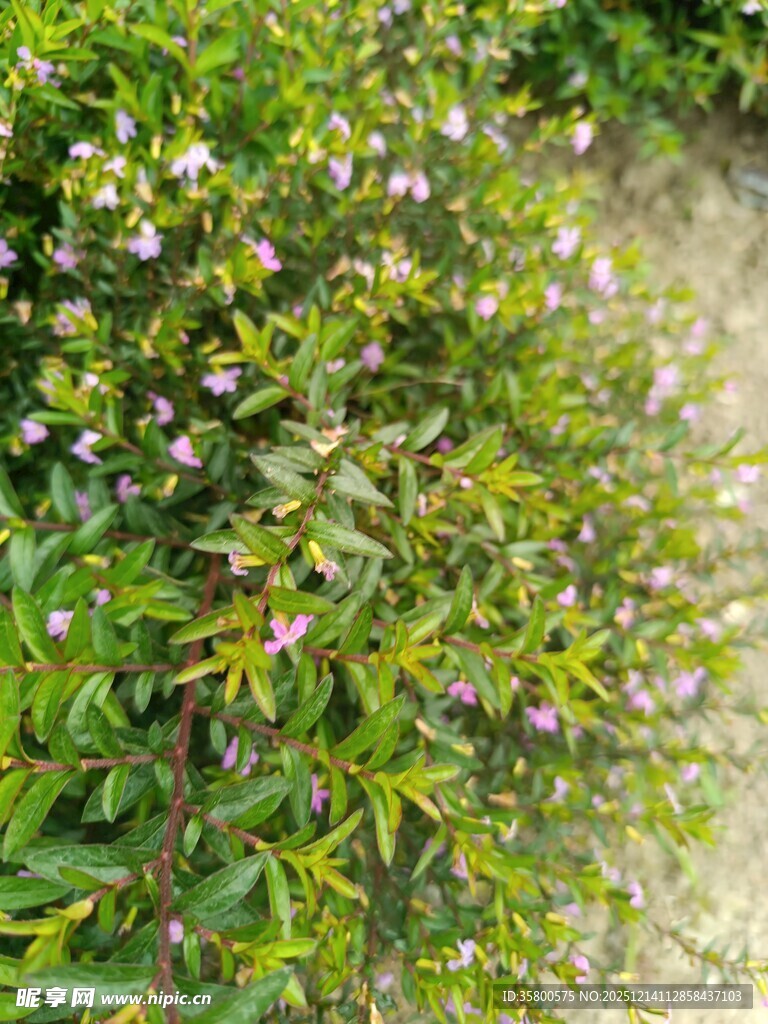 绿叶间绽放的紫色小花