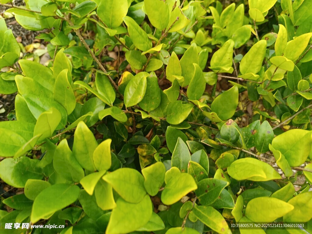 翠绿茂密的植物叶片