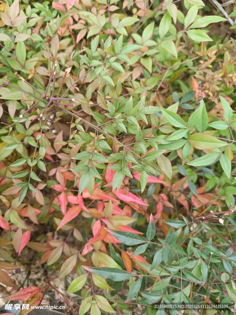 多彩斑斓的植物叶片