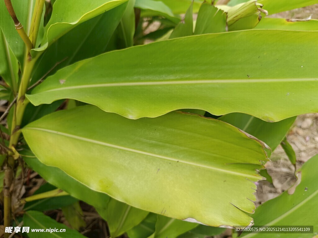 翠绿宽大叶片特写